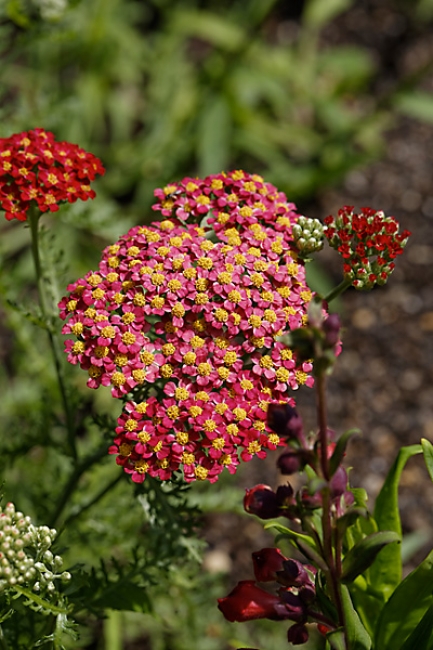 Jardin des Impressionnistes-099